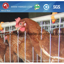 Poultry Layer Cage